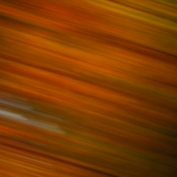 deutscher_mischwald_9